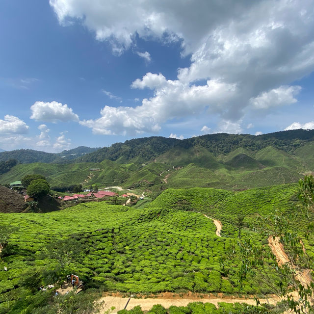 Cameron Highlands! Weather is just nice! 