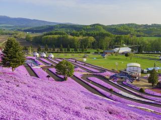 Higashimokoto Shibazakura Park in Hokkaido.