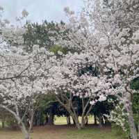 🌸ชมพูฟ้าสุดพาสเทลเมื่อซากุระบานพร้อมเนโมฟีลา🌸