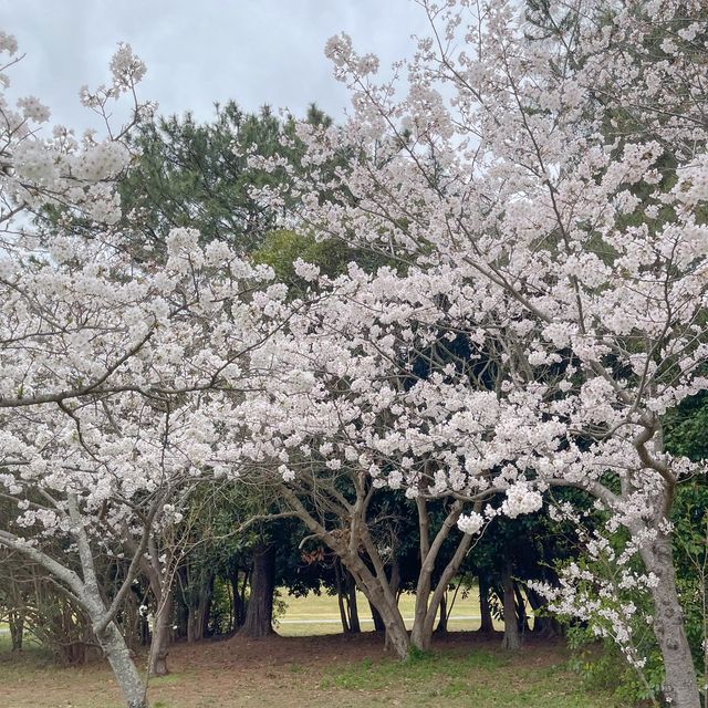 🌸ชมพูฟ้าสุดพาสเทลเมื่อซากุระบานพร้อมเนโมฟีลา🌸