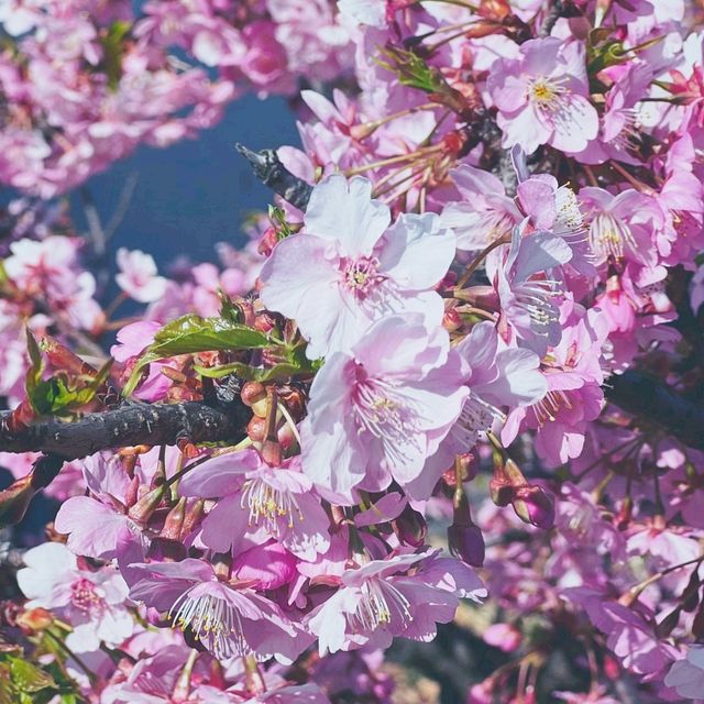 우리들의 공원 우에노 공원 🏞