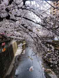 🌸 Sakura Splendor: Meguro River Magic 🌸