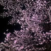 京都二條城夜櫻 Naked Sakura 