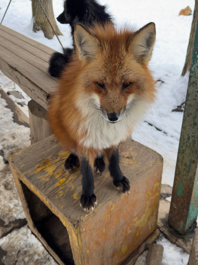 【宮城】100匹のキツネに会える!蔵王キツネ村🦊🌿日本