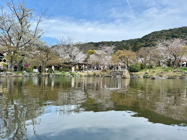 🌸京都圓山公園：櫻花海洋，兼具歷史氣息
