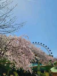 🌸포토스팟 가득한 용인 벚꽃 명소인 "에버랜드"🌸