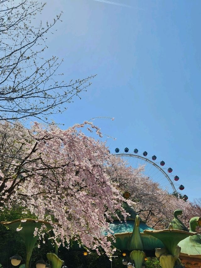 🌸포토스팟 가득한 용인 벚꽃 명소인 "에버랜드"🌸