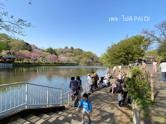 Mitsuike Park 1ใน100จุดชมซากุระที่ดีที่สุดญี่ปุ่น