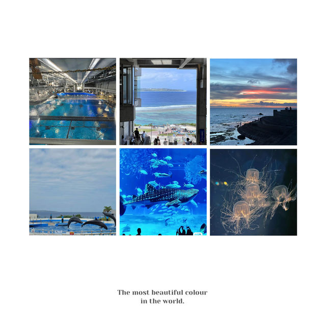 野柳海洋世界-海洋生態探索