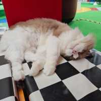 貓癡必去超能貓空間🐱🐈🐈‍⬛
