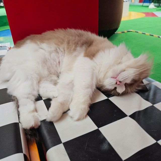 貓癡必去超能貓空間🐱🐈🐈‍⬛