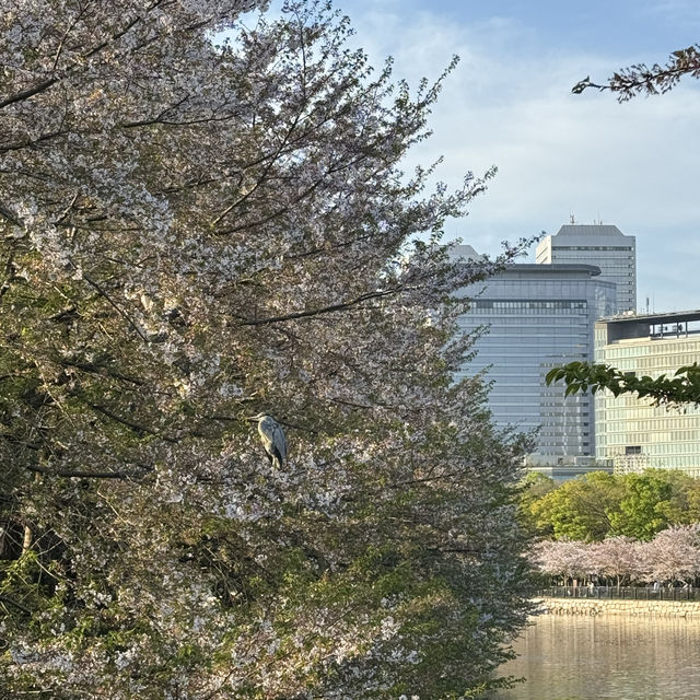 Chasing final Sakura at Osaka and Kyoto - Mid April 