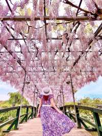 【あしかがフラワーパーク】藤の花の香りに包まれる栃木花巡りはいかが！？