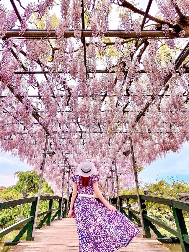 【あしかがフラワーパーク】藤の花の香りに包まれる栃木花巡りはいかが！？