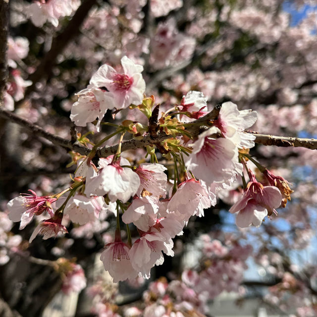 First sakura in Japan🇯🇵