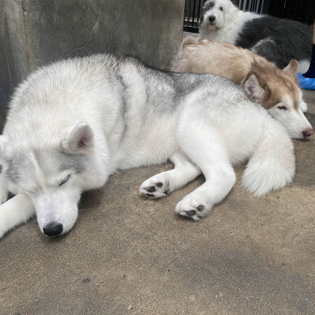 【ハスキーカフェ🐕】
