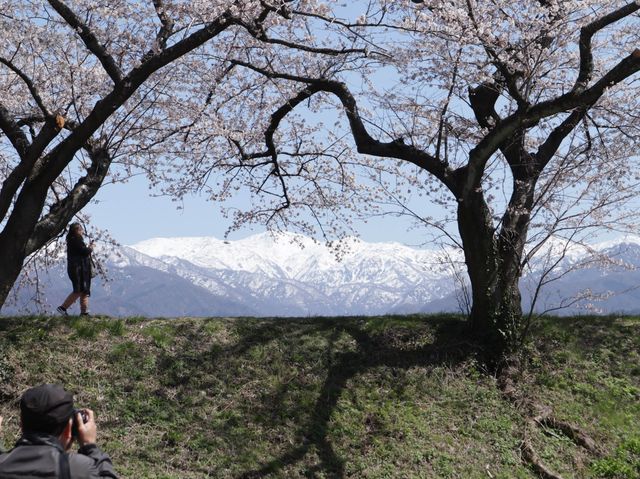奏でましょう🎵春の四重奏