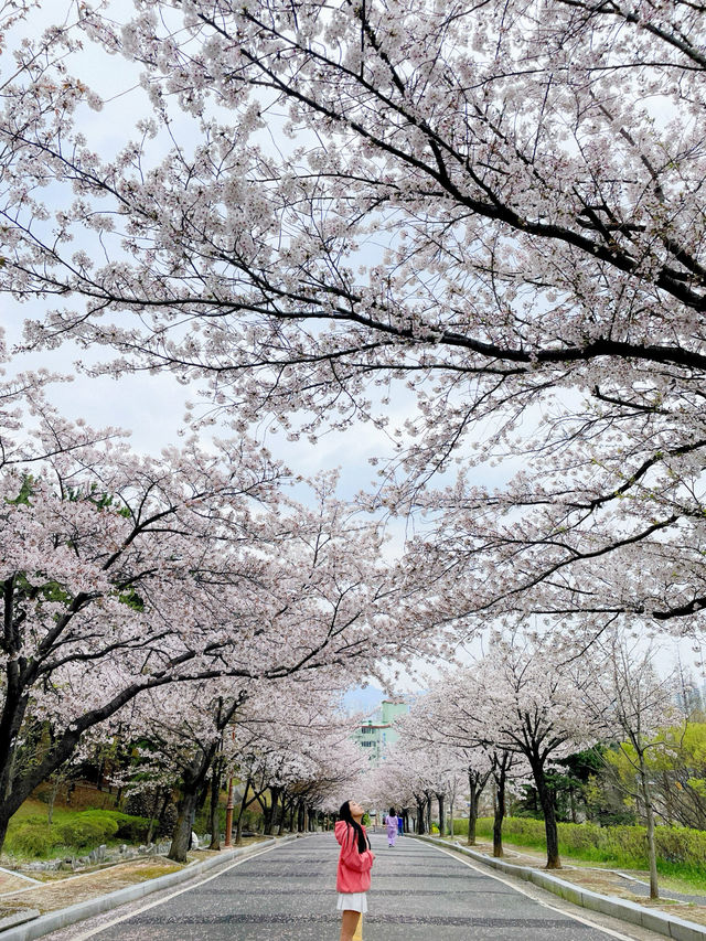 창원 태극기와 벚꽃을 함께 볼 수 있는 곳🇰🇷💗