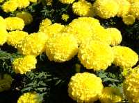 【春天好去處】「迪欣湖」：美人樹下野餐🧺，人生一大樂事‼️