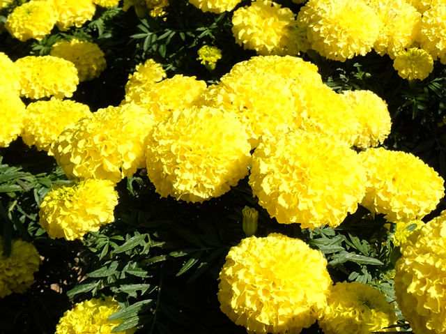 【春天好去處】「迪欣湖」：美人樹下野餐🧺，人生一大樂事‼️