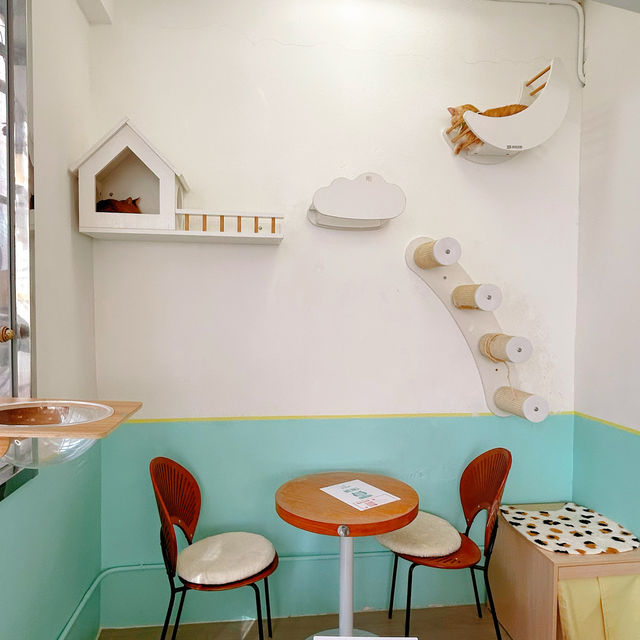 春日必訪貓貓cafe