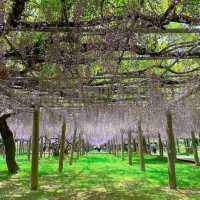 【福岡観光】藤の花のアーチが圧巻
