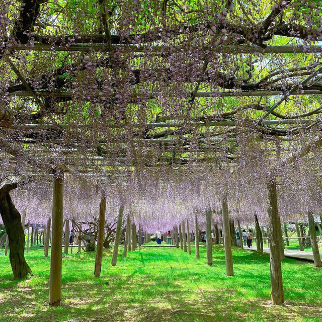 【福岡観光】藤の花のアーチが圧巻