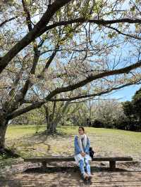 福岡後花園～終於見到油菜花田