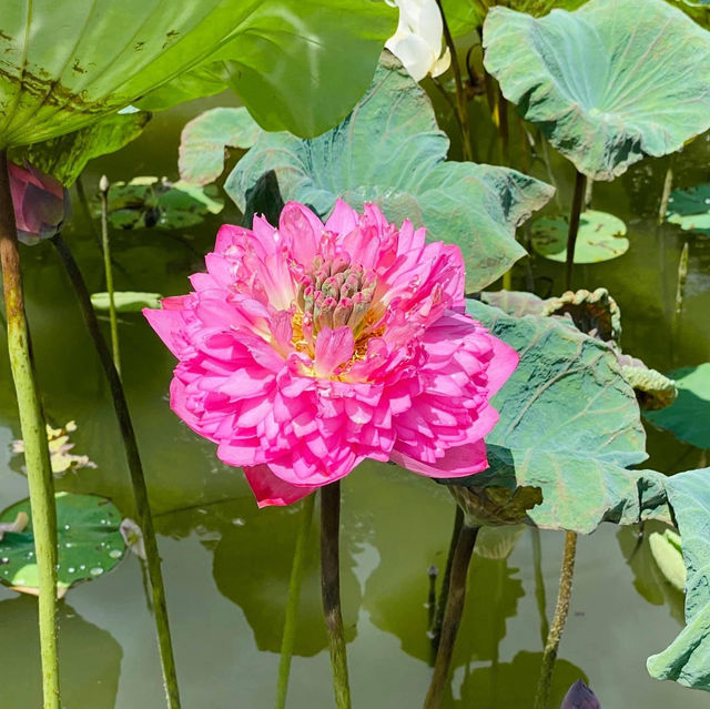 元朗信芯園太陽花節