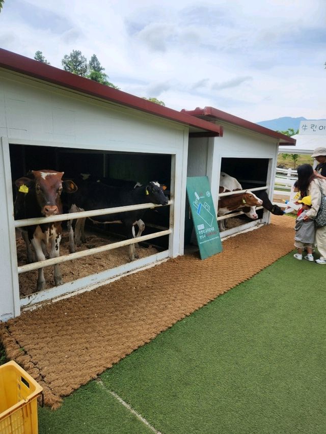 제주여행 최고의 데이트 장소 아침미소목장❤️
