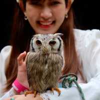 AlpacaHill สวนสัตว์ที่น่ารักสุด ๆ ในสวนผึ้งค่ะ