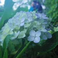 【鎌倉】長谷寺のあじさい！人気の紫陽花路を散策