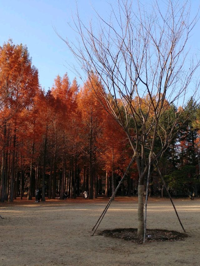 秋天必去景點- 南怡島