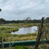 【澳洲】Phillip Island樹熊保育中心：近距離觀察樹熊!🐨