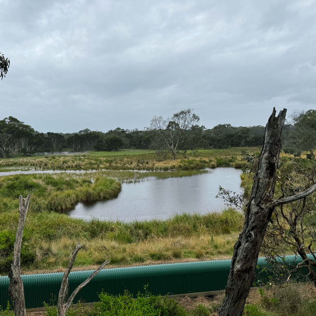 【澳洲】Phillip Island樹熊保育中心：近距離觀察樹熊!🐨