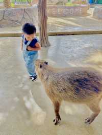 ตะลุยสวนสัตว์ Sriayuthaya Lion Park