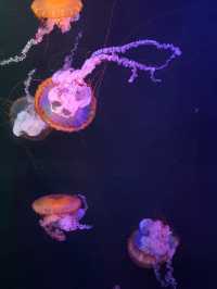 พาท่องอาณาจักรแมงกะพรุน ที่ sea jelly spectacular🪼