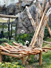 ไปดูน้องแพนด้าที่ฮ่องกงกัน 🐼🎋