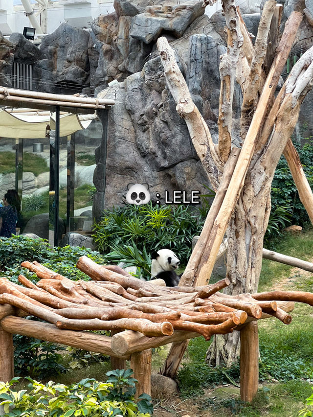 ไปดูน้องแพนด้าที่ฮ่องกงกัน 🐼🎋