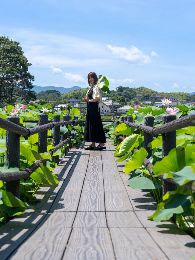無料【穴場スポット】蓮の絶景無料スポット˚˖𓍢ִ︎✿❁﻿✧˚平池緑地公園