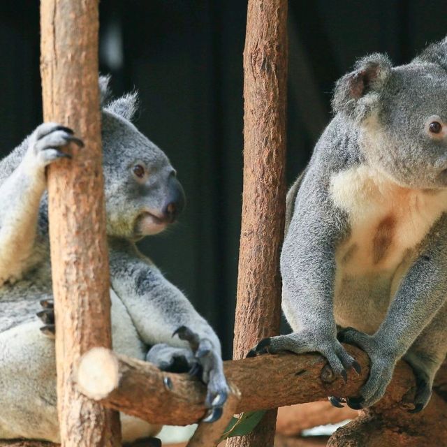龍柏考拉動物園