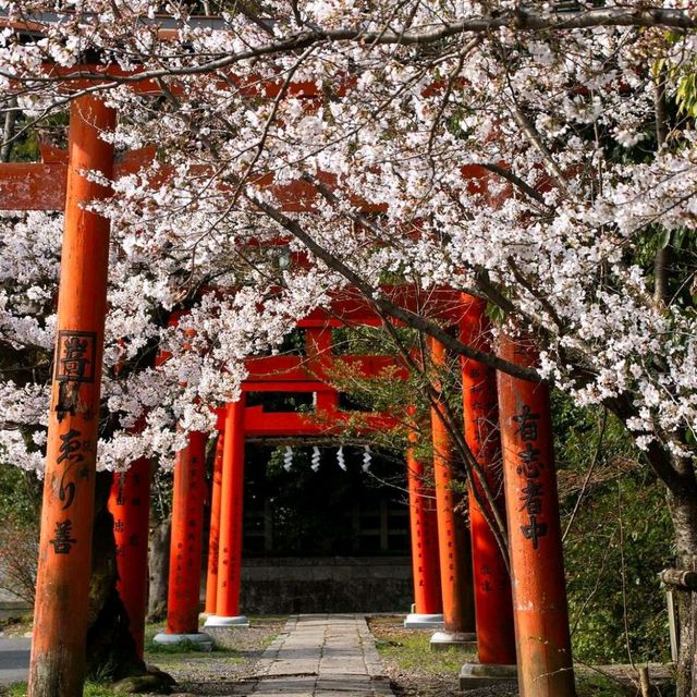 Cherry Blossom Season in Kyoto 🌸✨