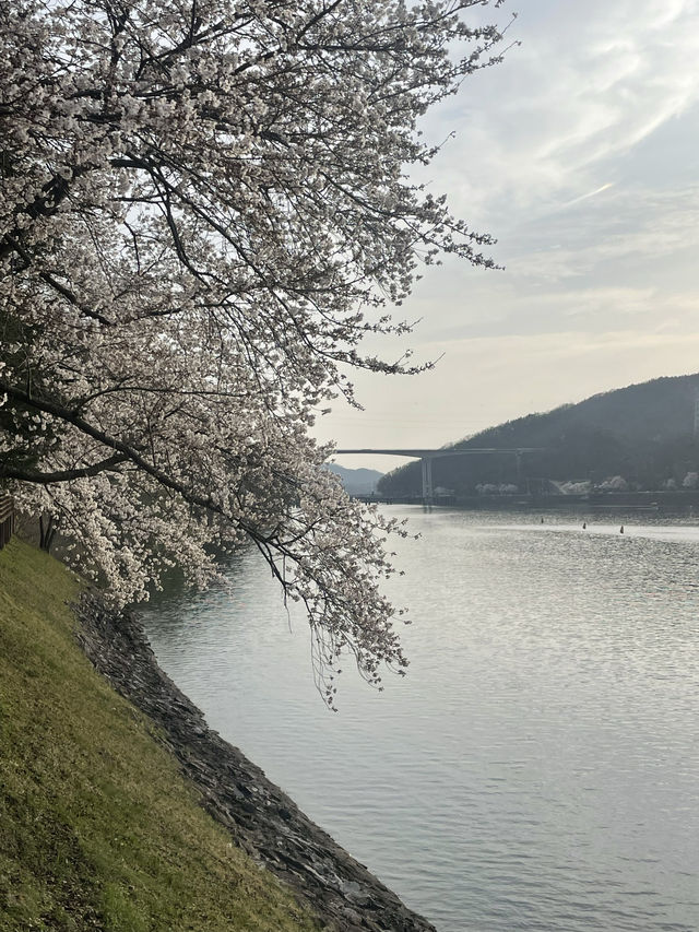 벚꽃맛집 안동 월영교🌸🌙