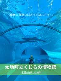 【和歌山】 イルカの水中トンネルが可愛い️🩵🐬くじらの博物館🐬✨