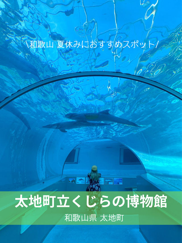 【和歌山】 イルカの水中トンネルが可愛い️🩵🐬くじらの博物館🐬✨