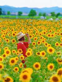 一見の価値あり❣️圧巻のひまわり畑🥰🌻兵庫県小野市🌻