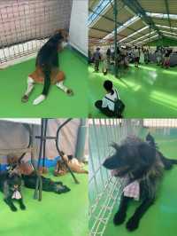 【茨城県】わんこがいっぱい🐶🐾一日中もふもふと戯れられる楽園😍💖【つくばわんわんランド】