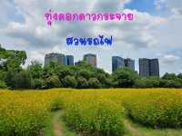 ทุ่งดอกดาวกระจายสวนรถไฟ