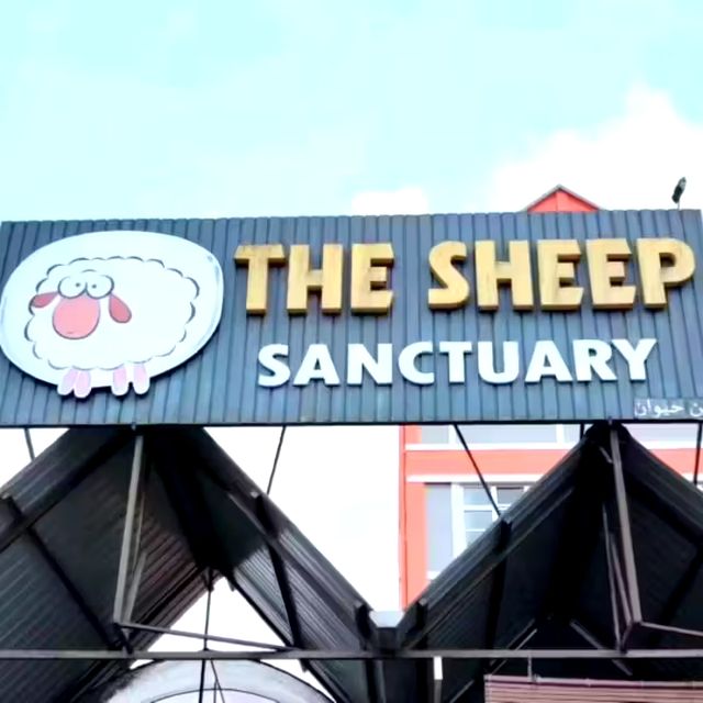 🇲🇾 Woolly Wonders: Discover Cameron Highland's Sheep Sanctuary