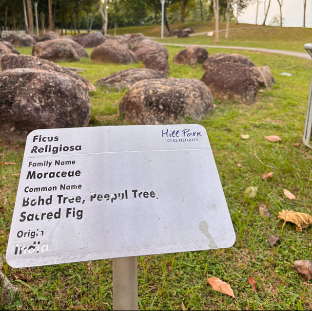 "Review of S2 Hill Park: A Family-Friendly Destination with Scenic Views and Fun Amenities"